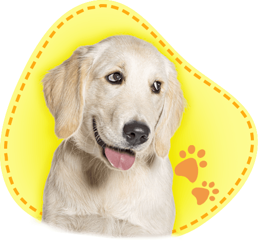 Happy golden retriever