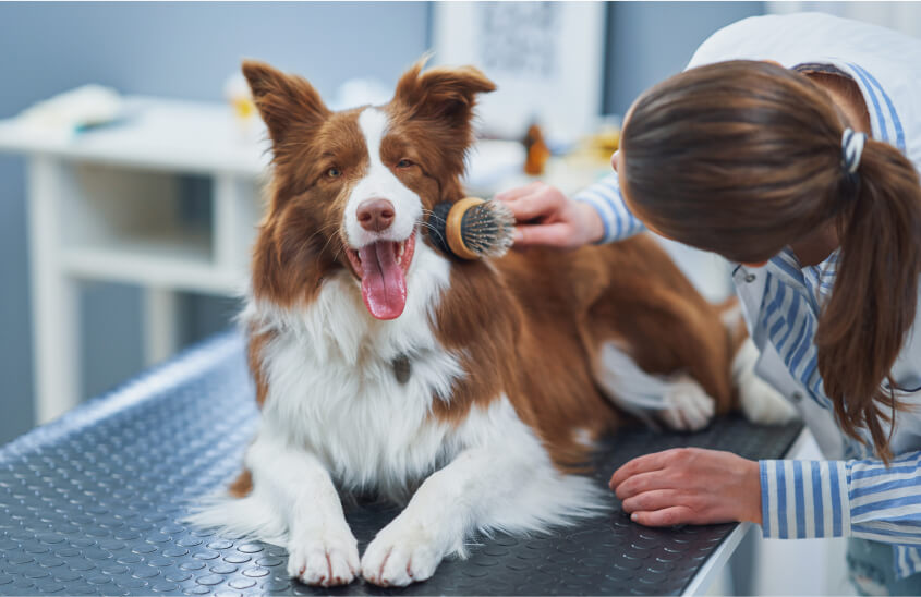 3 Signs It’s Time for the First Pets Dental Cleaning